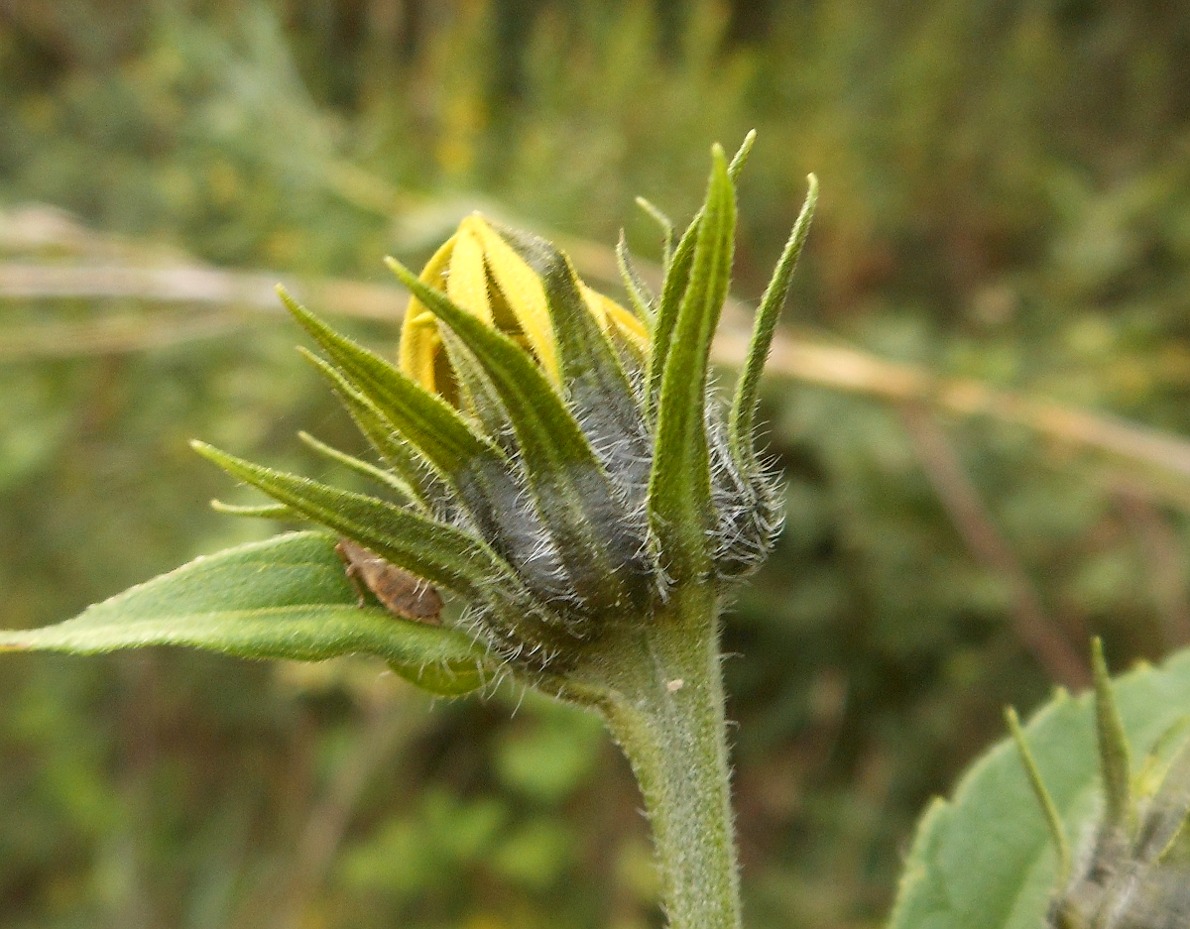 Helianthus tuberosus / Topinanbur